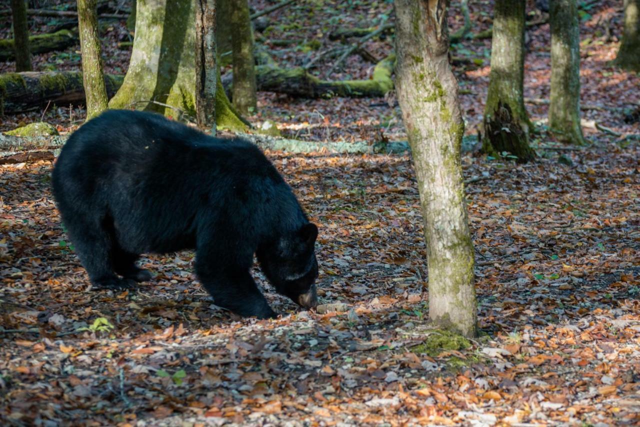 Chief Big Log Villa Hatchertown Eksteriør bilde